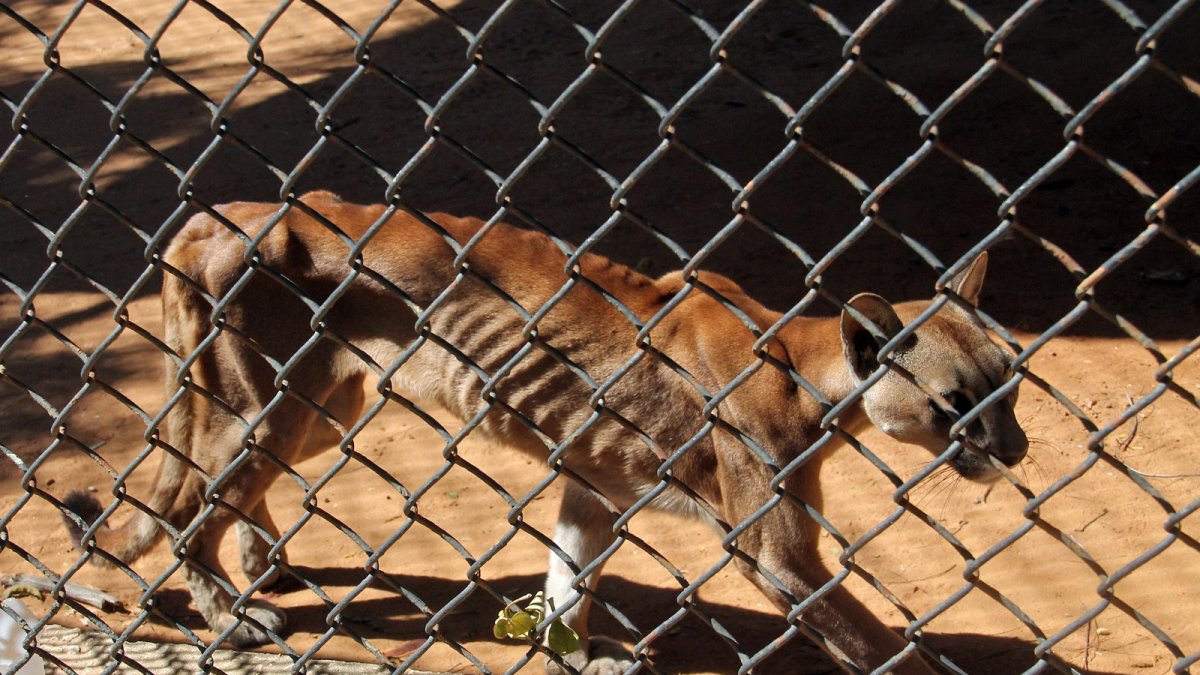 Espera. Este animalito todavía deberá permanecer en observación por las complicaciones que presenta