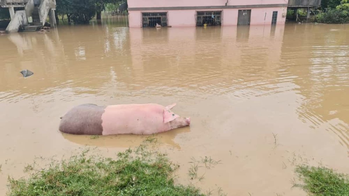 Los animales de corral también resultaron afectados por la inundación.