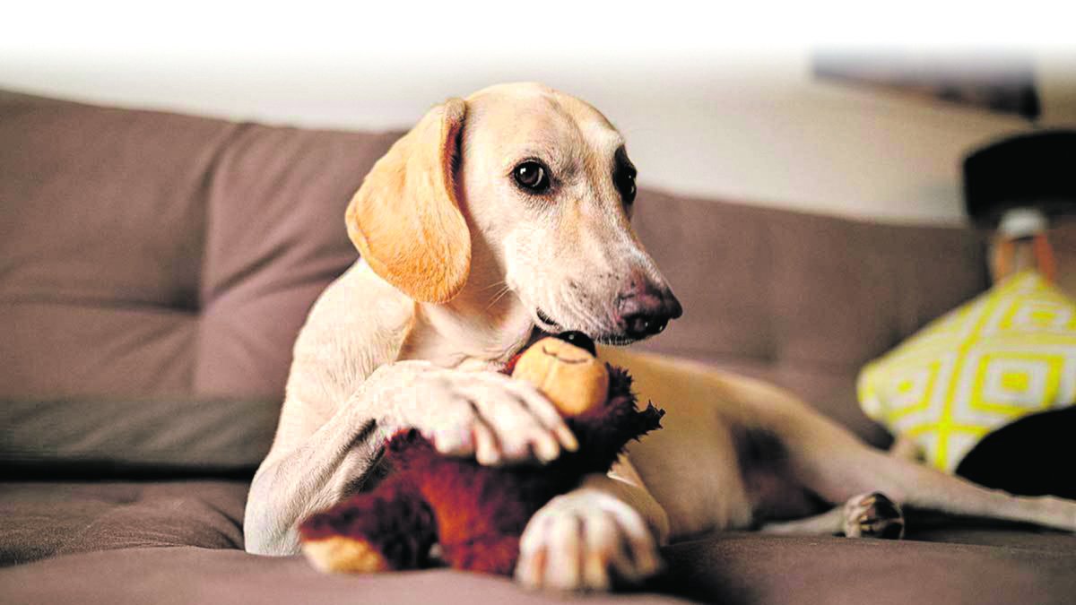 Tomar en cuenta. Cuando dos machos se cruzan en la calle y uno se monta en el lomo del otro, el mensaje que envía es: yo soy el líder.
