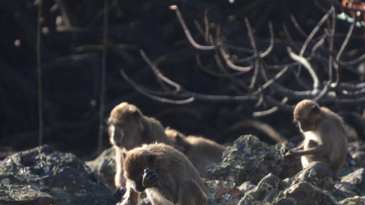Un macaco de cola larga utilizando una herramienta de piedra para acceder a la comida.