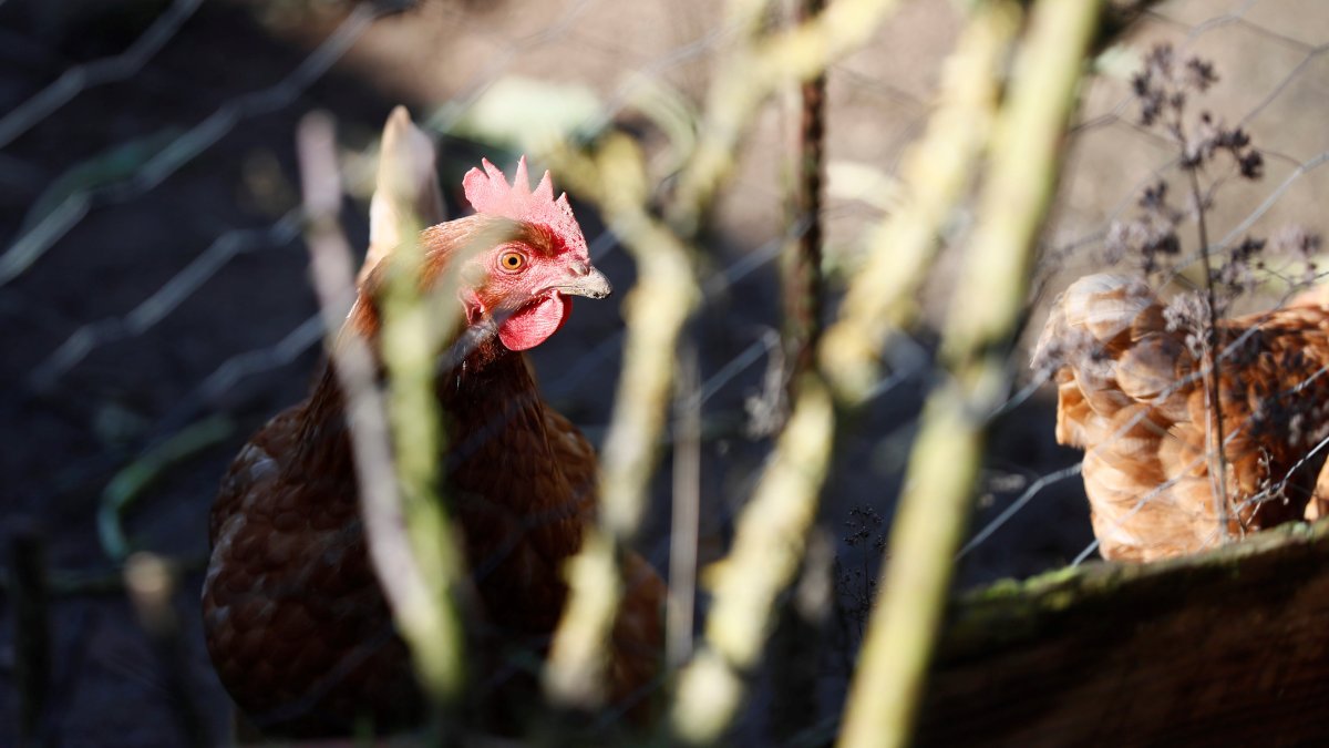 Vista de unas gallinas dentro de un corral, en una fotografía de archivo.