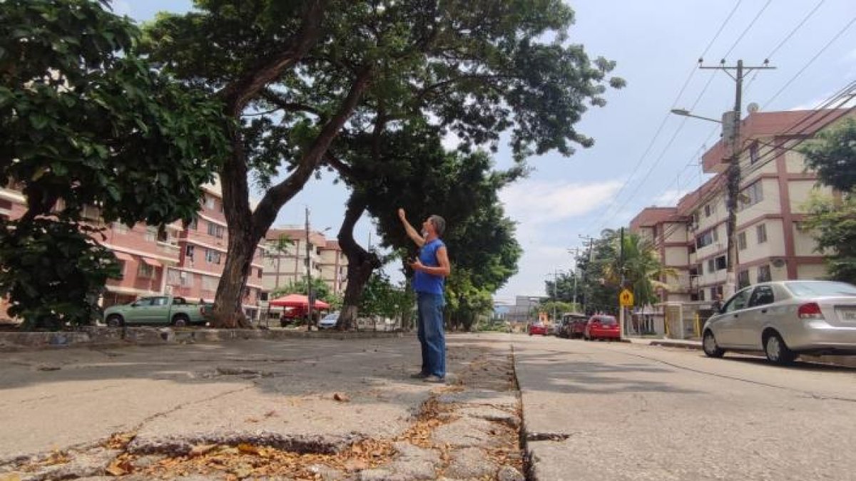 Los moradores advertían el peligro de los enormes árboles