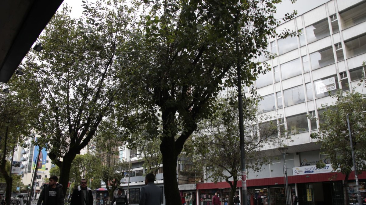 Poste. En el sector de La Mariscal, los árboles cubren las luminarias. Por las noches son zonas oscuras donde se vende droga y se ejerce la prostitución.