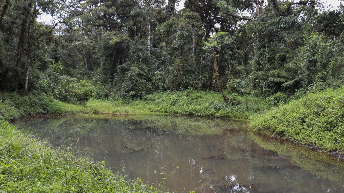Fotografía cedida este miércoles, 15 de marzo, por la Universidad Hemisferios de un espejo de agua en la Reserva Ecológica Hemisferios, en la provincia amazónica de Napo (Ecuador).