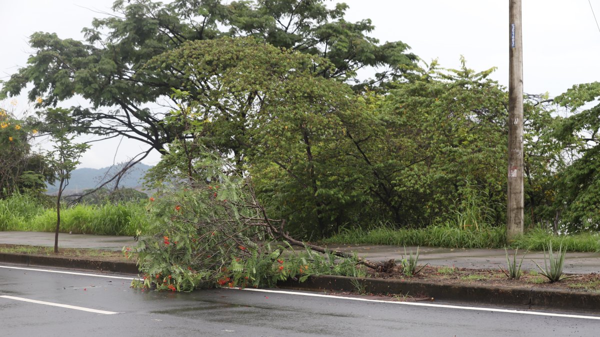El arbol se encuentra derribado en un parque lineal de Mucho Lote 2.
