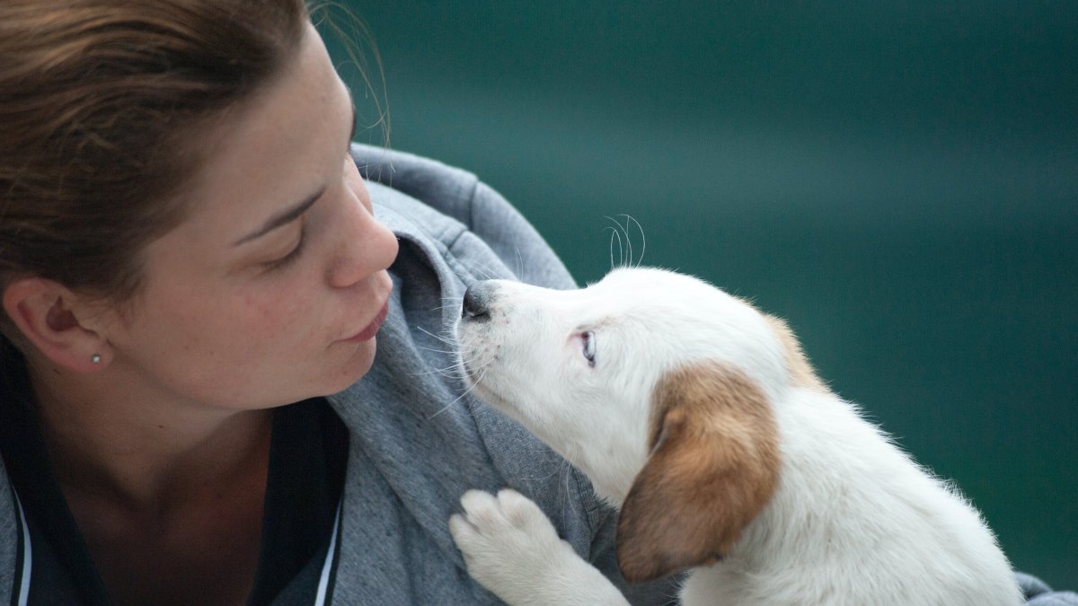 La comunicación animal se denomina zoosemiótica