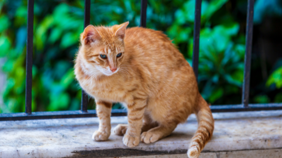 Este animal es incapaz de detectar el sabor dulce de los alimentos.