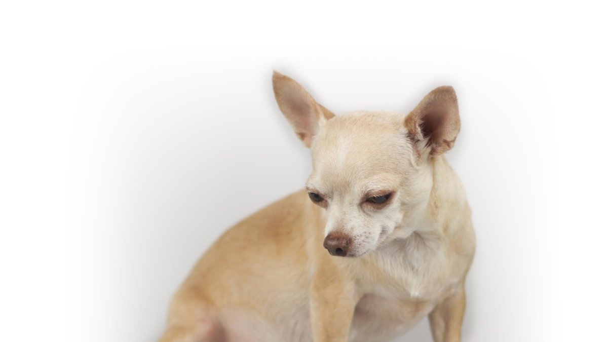Consulte con el veterinario si su perro no quiere comer