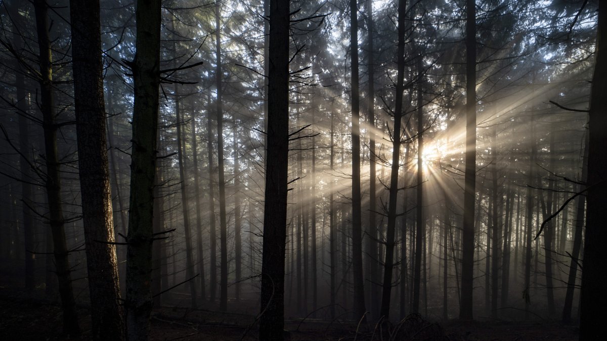 Los bosques están despareciendo producto de varios factores como los incendios forestales.