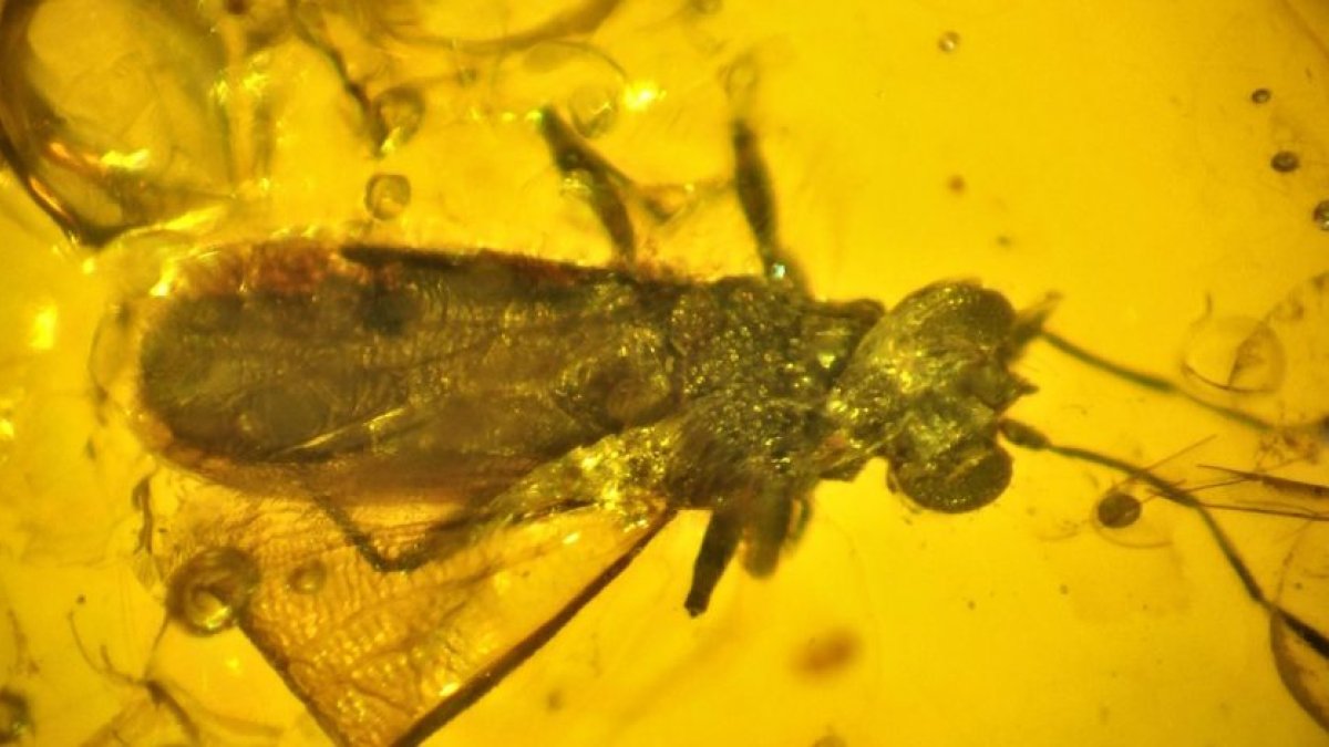 La chinche de ojos más antigua del mundo.