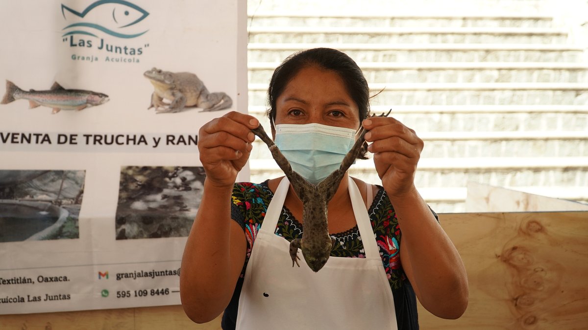 Rana-toro. Una especie sometida a estándares de sanidad como el cambio diario de agua.