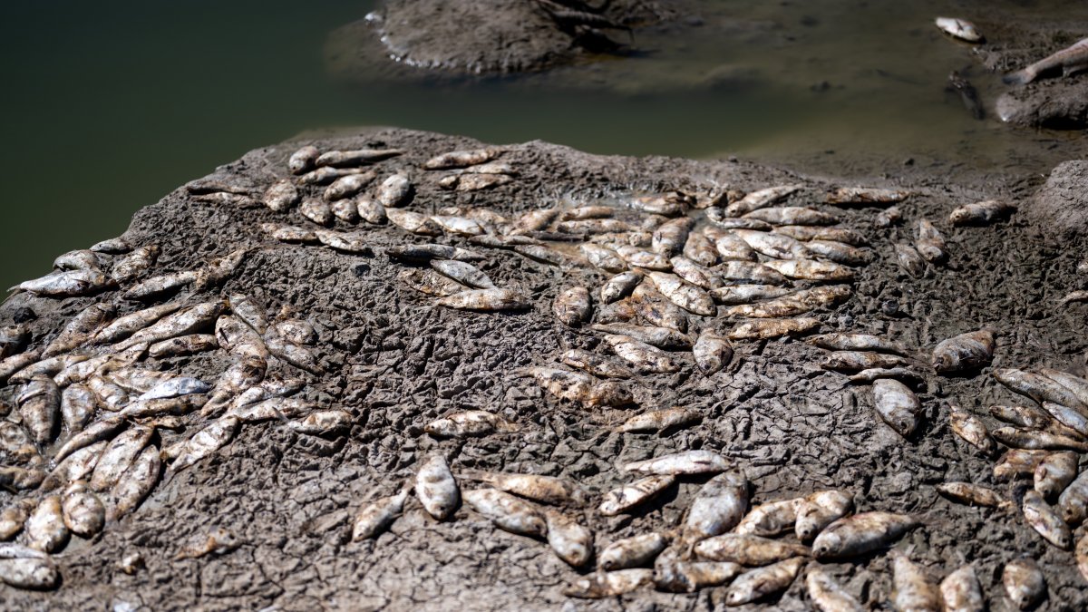 Escena. Se prevé eliminar los peces y mantener los flujos de agua limpia. 