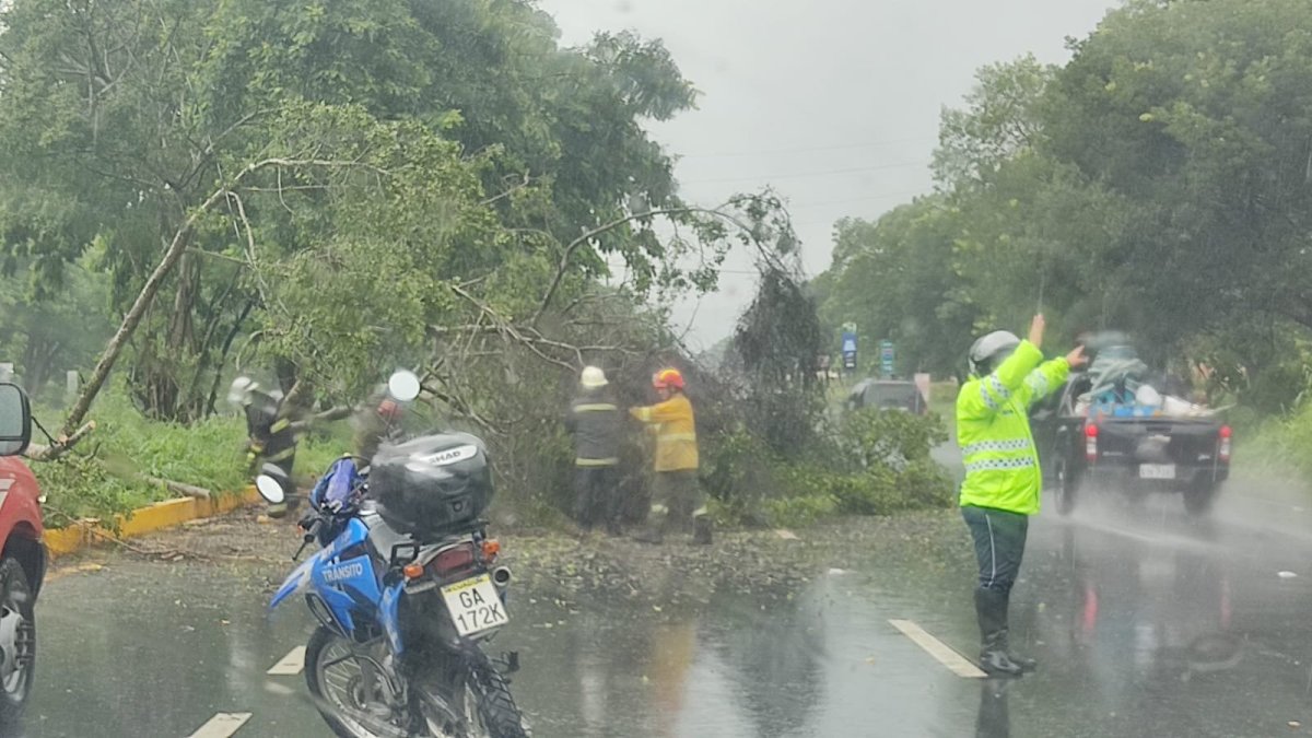 Suceso. El árbol caído complicó el tránsito por unos minutos.