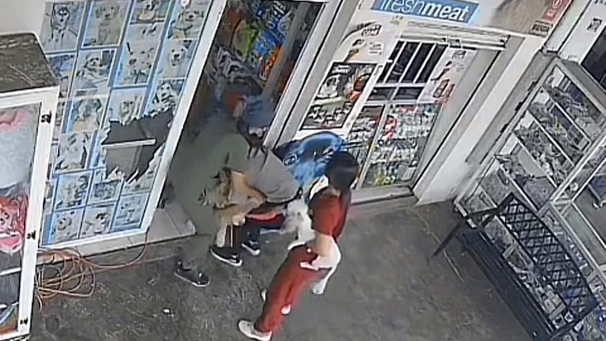 Los empleados de la veterinaria se preocuparon por salvar la vida de los animales que estaban en el lugar