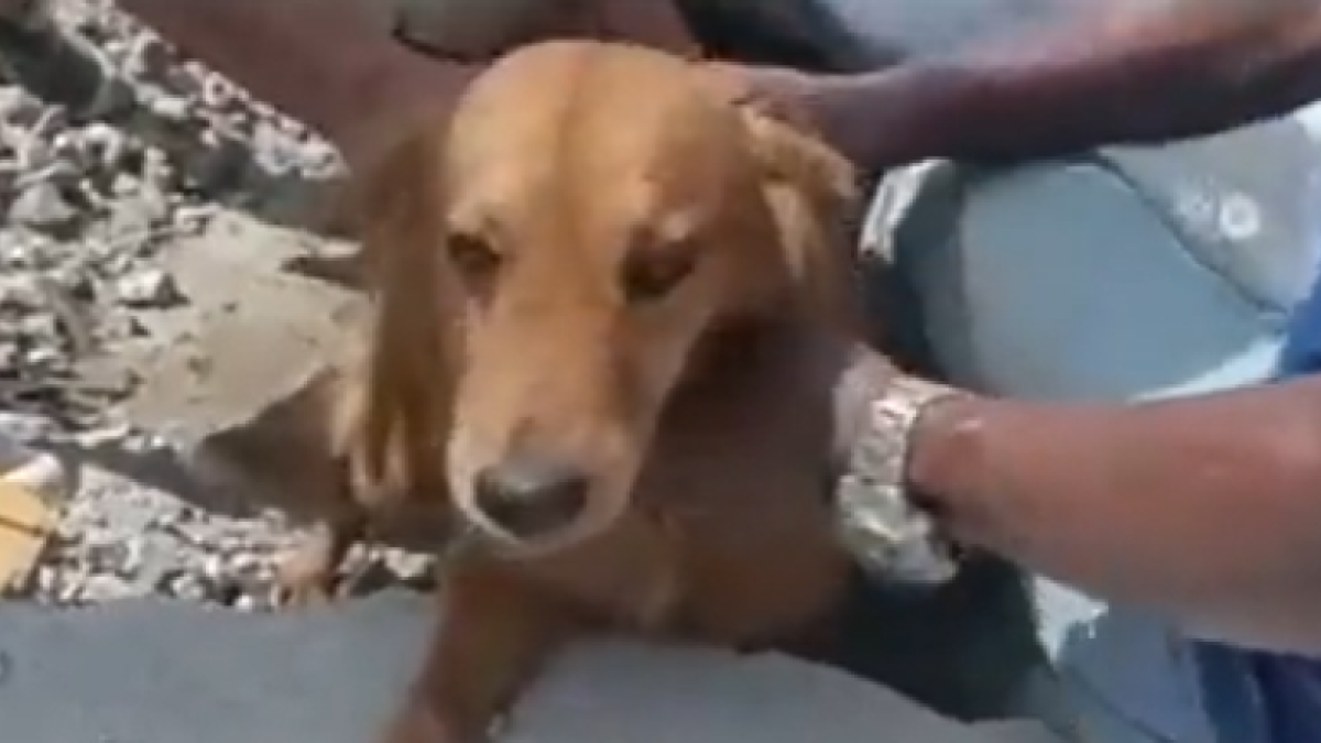El perrito fue rescatado de entre los escombros