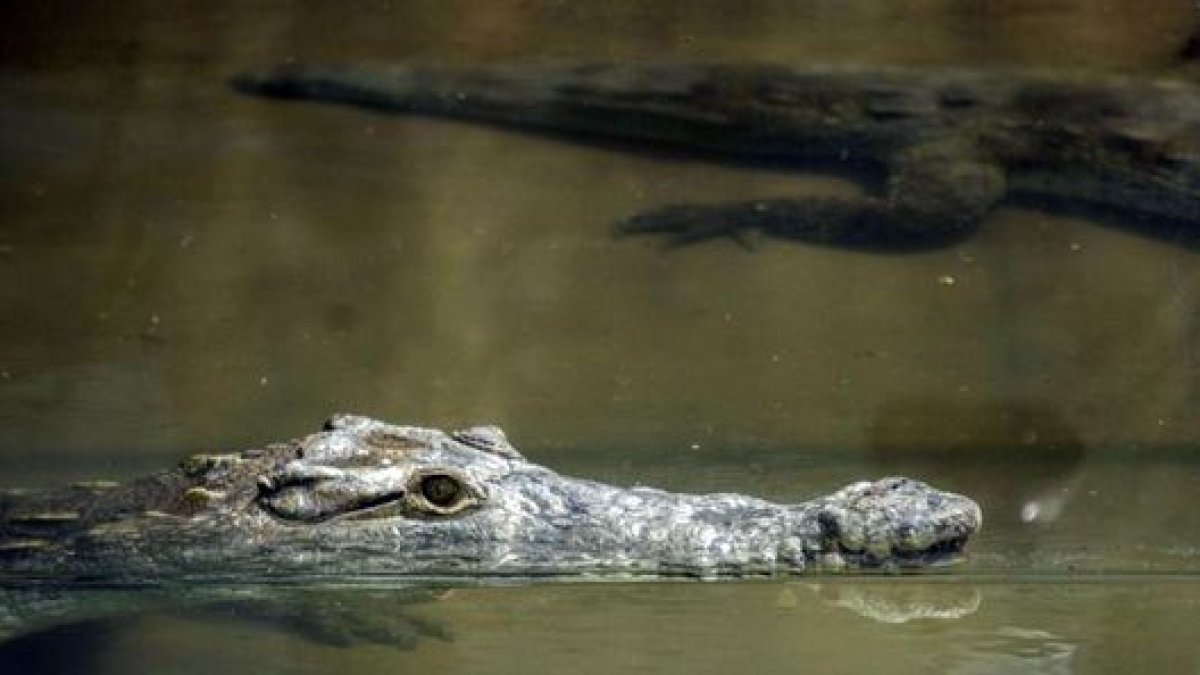 Conservación. La pareja de cocodrilos llegó al zoológico de Quito.