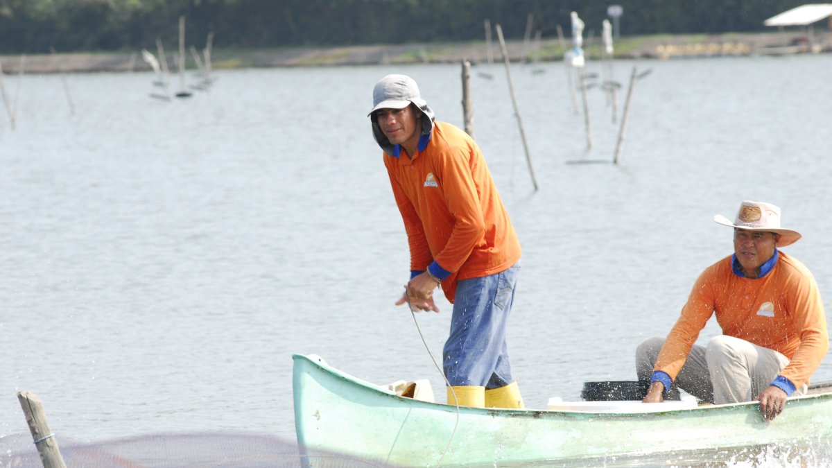 Los productores de camarón
