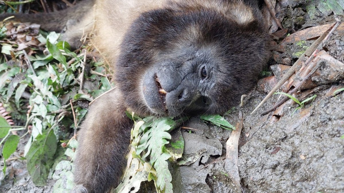 Alarma por animales muertos en Bosque Pacoche