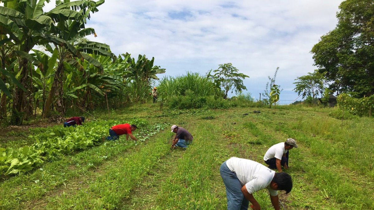 Campo.- Cinco personas trabajando en la agricultura.