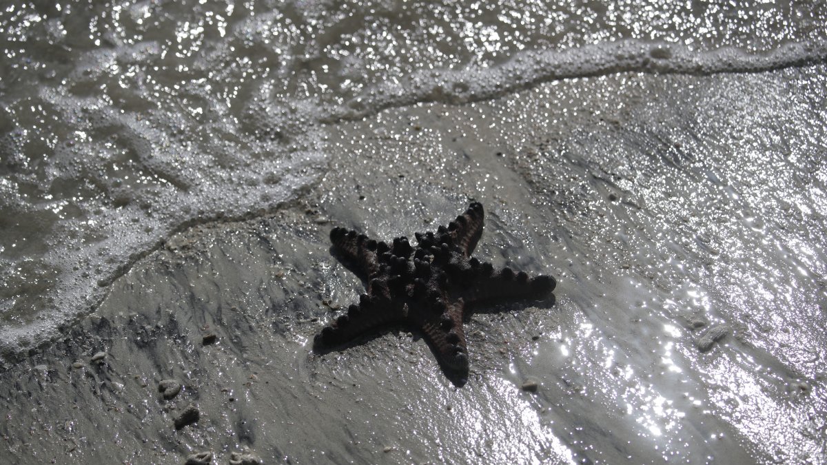 El daño medioambiental podría afectar a decenas de especies endémicas.