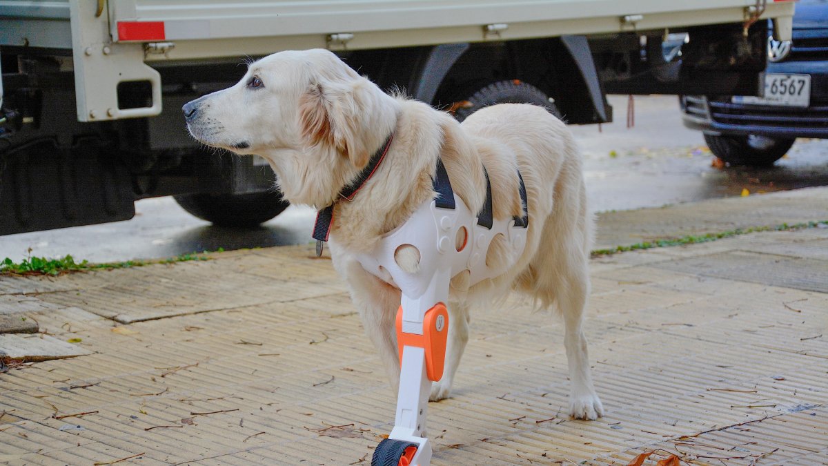 La perra Dana usando una prótesis creada por los uruguayos Valentina Baglini e Ismael Acosta, en Montevideo (Uruguay).