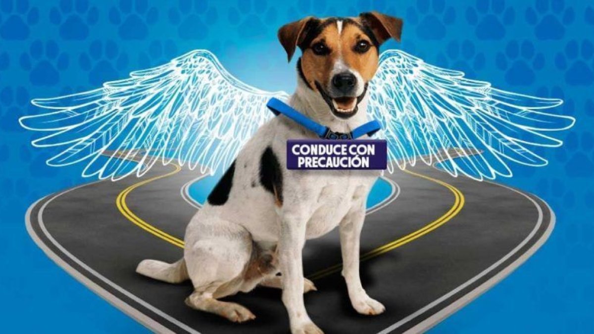 Emaseo pide mayor cuidado y atención a los propietarios.