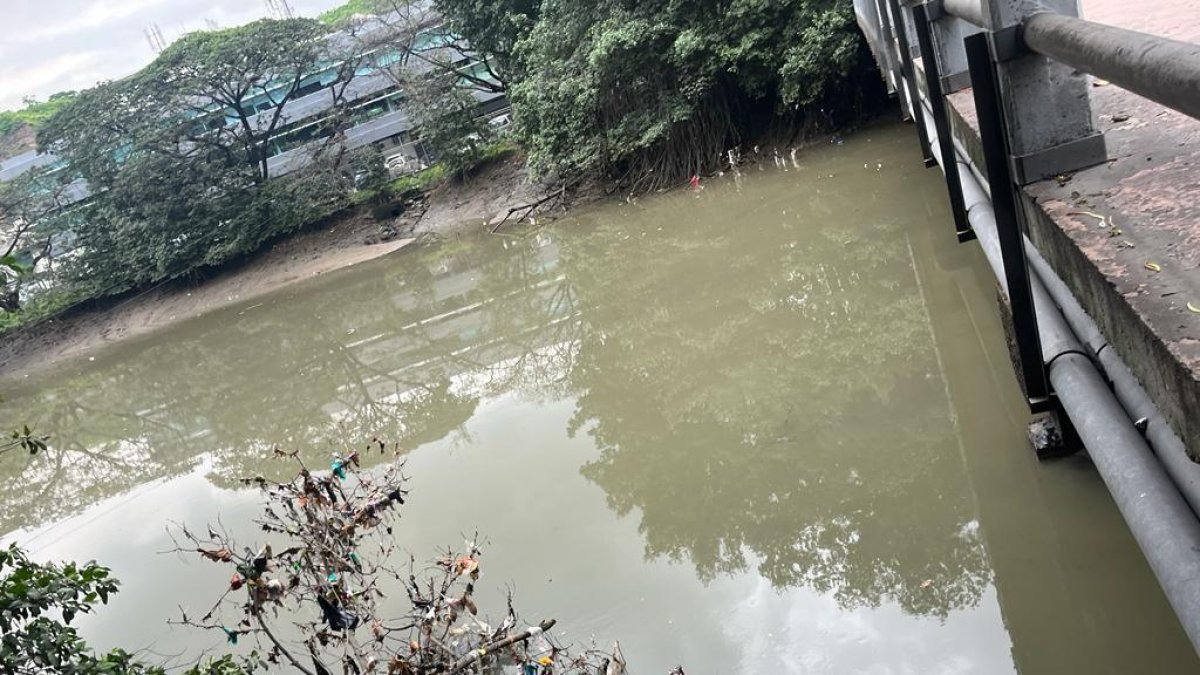Fundas y tarrinas se observan colgando de los ramales del Salado.