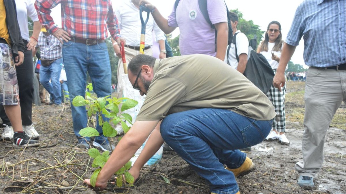 La primera siembra se realizó en la ciudad de Milagro.