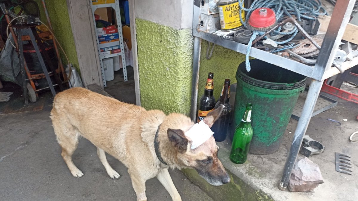 El perro quedó al cuidado de los vecinos del sector.