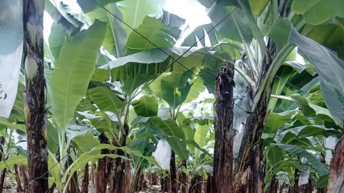 Inundación. La Federación de Bananeros de Los Ríos hizo un recorrido por las haciendas afectadas por la lluvia.