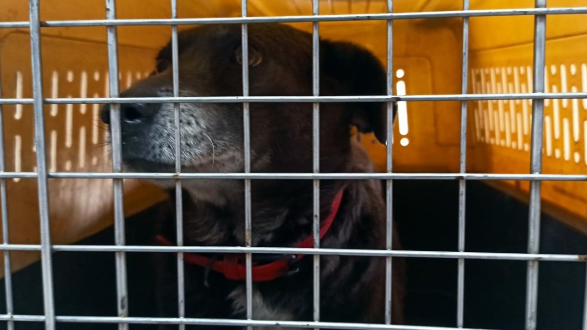 Tras la visita de la Unidad de Bienestar Animal, el animalito fue llevado a uno de los centros de acogida del Municipio