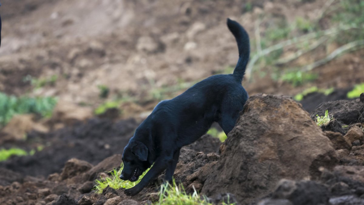 Una foto referencial sobre la tragedia que ocurrió este jueves 20 de julio en la India