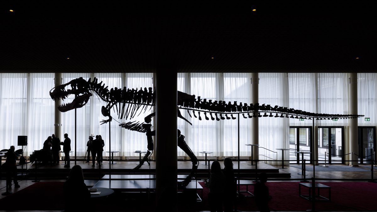 La casa de subastas Koller esta a cargo de la subasta. Se pondrá a la venta el esqueleto junto a otros “objetos extraordinarios”, como el traje de un cosmonauta soviético o un meteorito marciano.