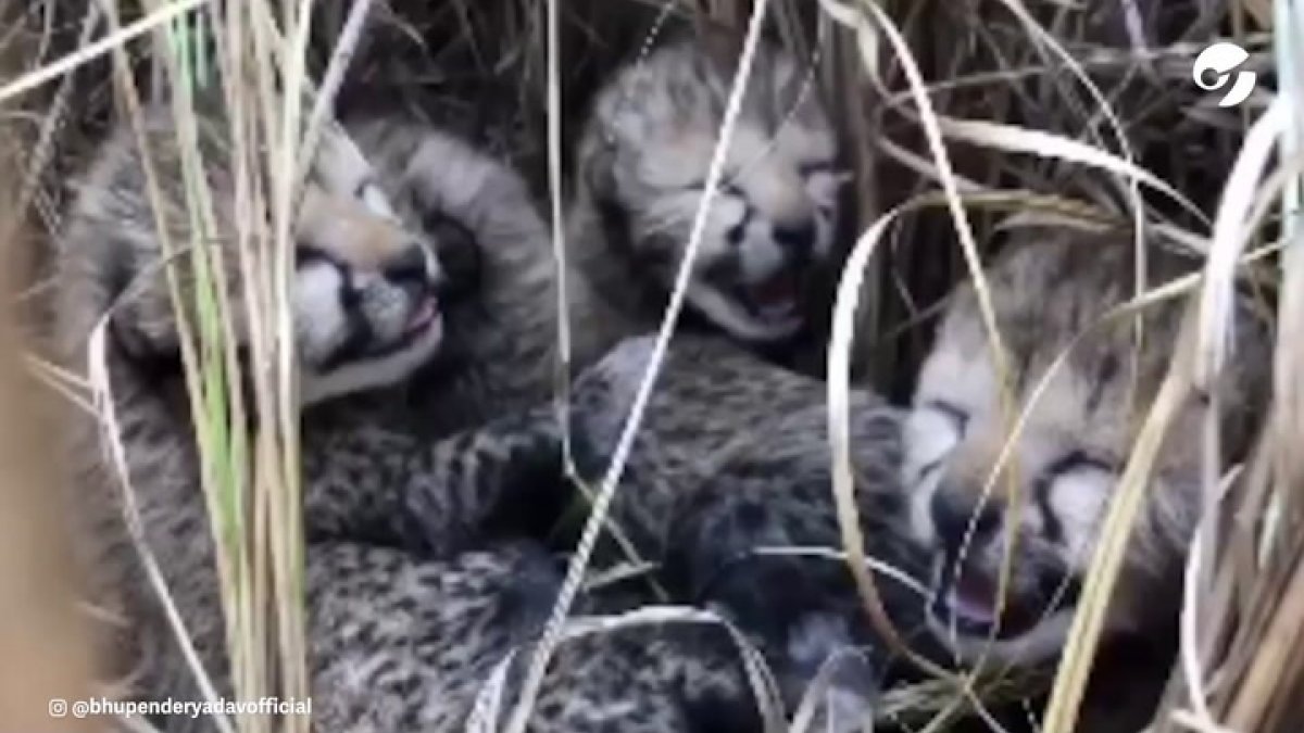 La madre de estas cuatro crías llegó a la India el pasado septiembre