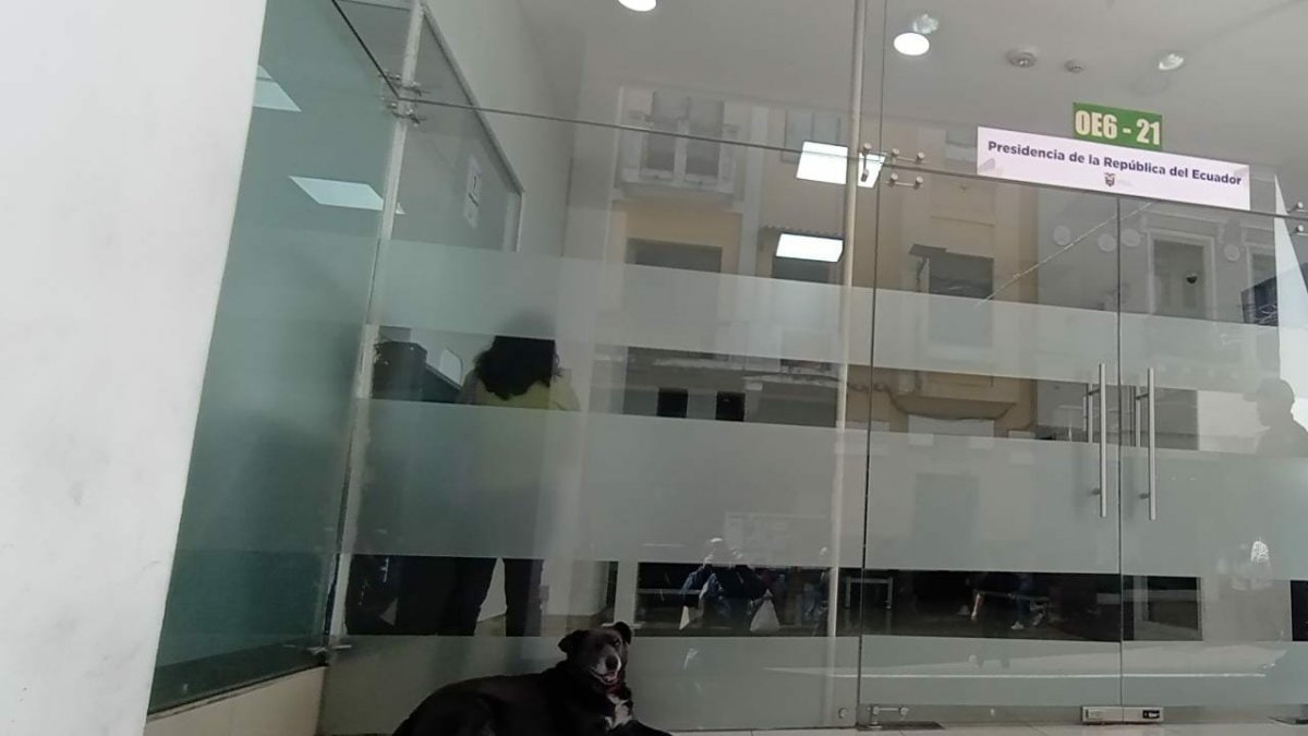 Hay recomendaciones y apuntan a que reciba estímulos: auditivos, visuales y táctiles.