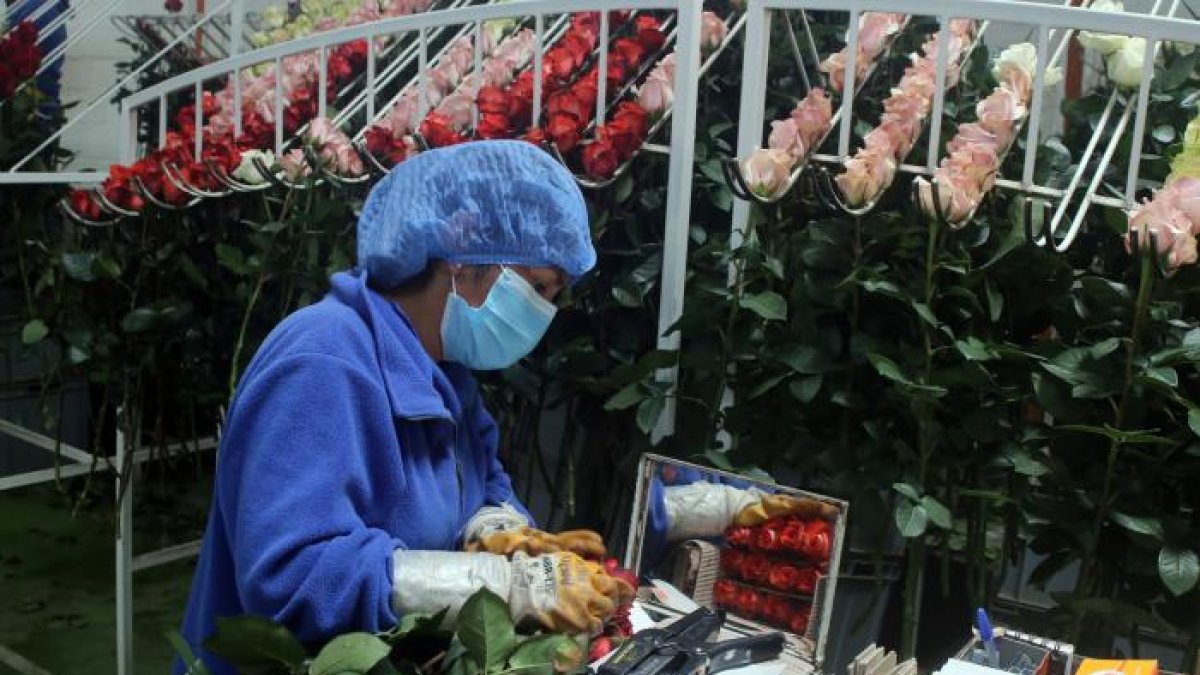 Un empresario del sector florícola aseguró que pondrá en pausa inversiones previstas.