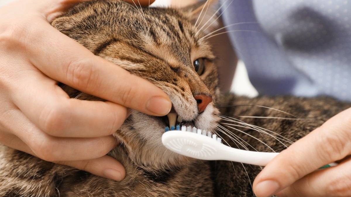La limpieza dental le da una mejor calidad de vida al felino y puede prevenir dolorosas complicaciones dentales, como la gingivitis.