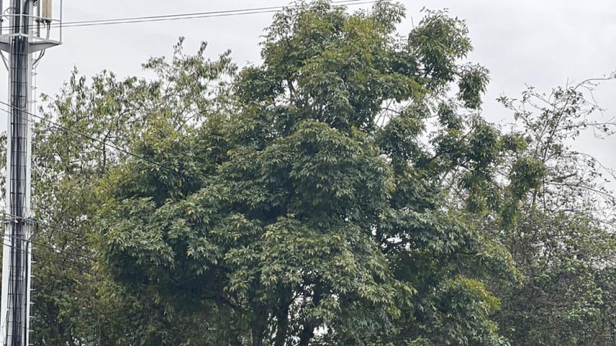 Quito. Este domingo la movilidad será limitada por las concentraciones masivas