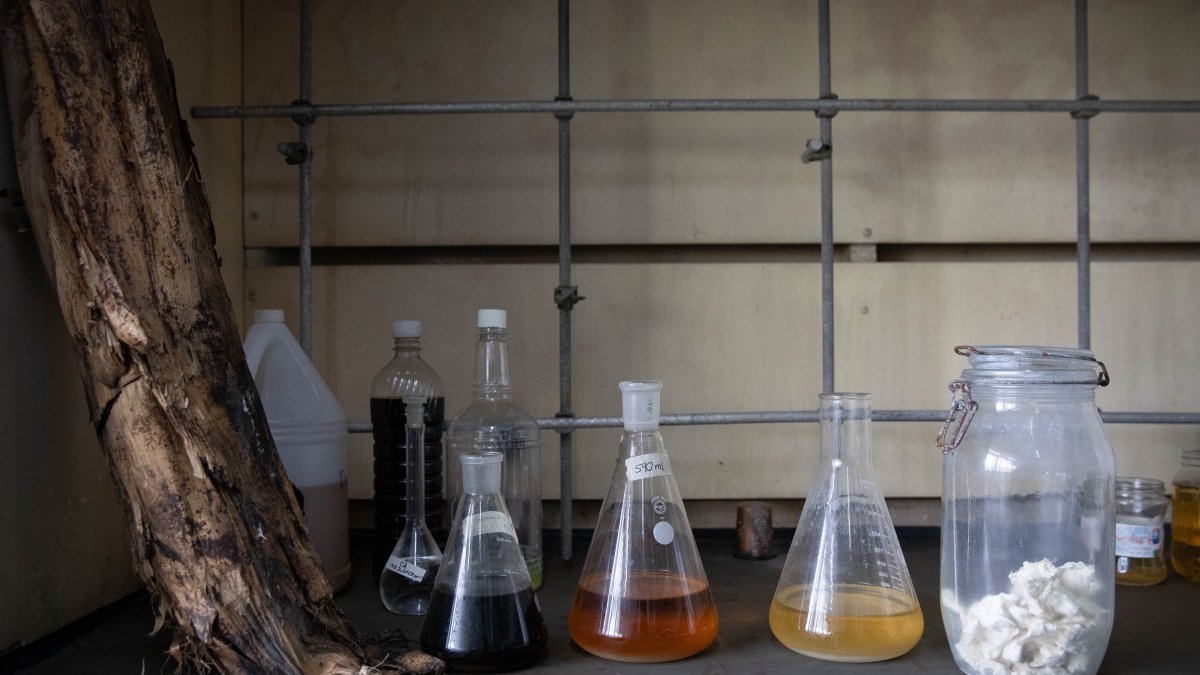 Fotografía de las etapas para convertir hoja de plátano en celulosa.