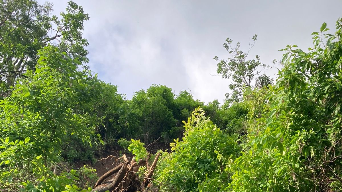 Situación. Las raíces de los árboles cuelgan donde antes era el sendero.