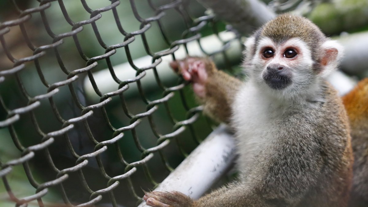 Cali. Estuvieron durante años en el Centro de Investigación Caucaseco y la Fundación Centro de Primates.