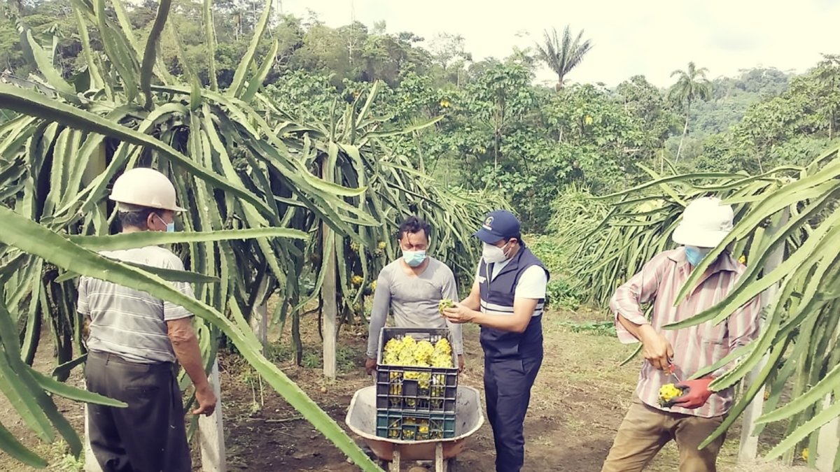 Provincias de la Costa y el Oriente ecuatoriano son los principales productores de pitahaya.