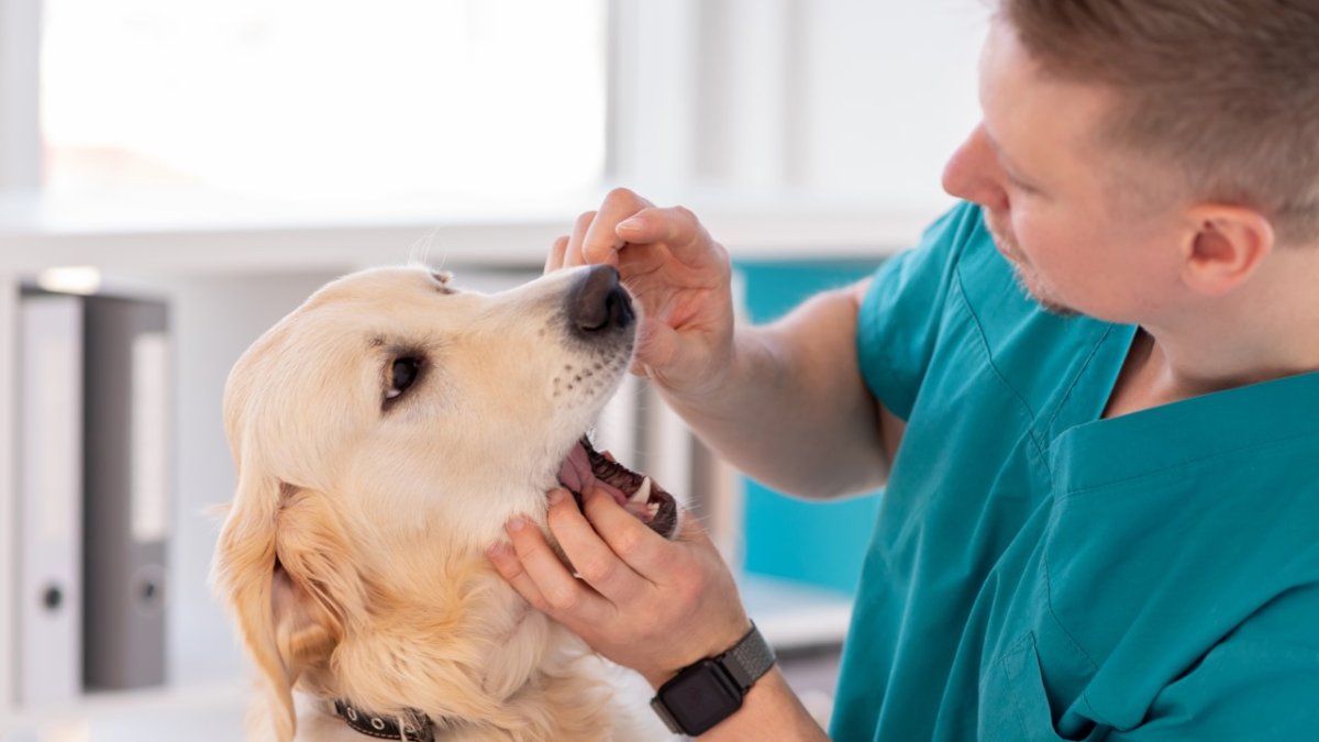 Los perros también necesitan que se les haga limpiezas dental