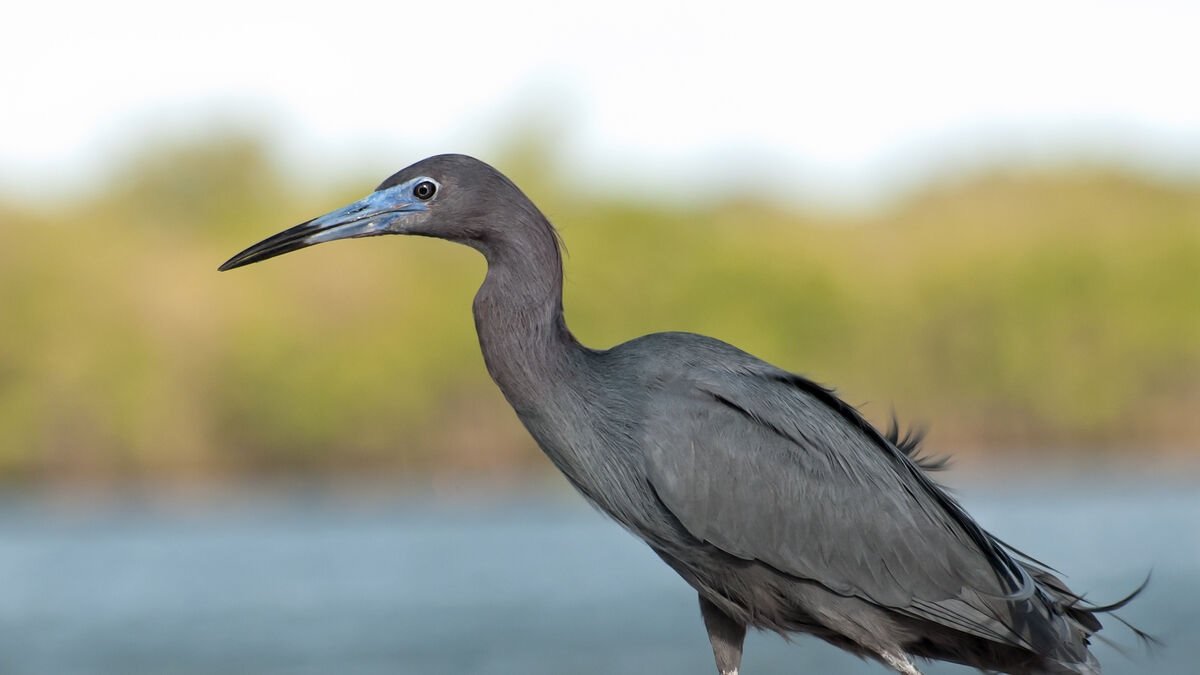 Eugene Fritz, de 67 años, estaba pasando un día de pesca y regresó a casa con una garza azul viva que había herido al intentar capturarla.