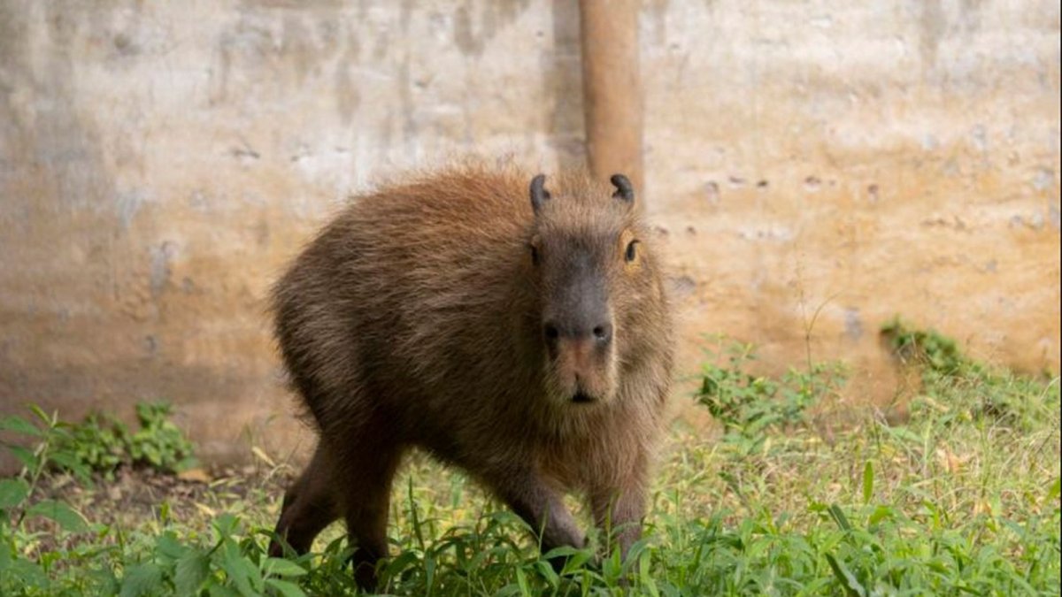 Naturaleza. El zoo invita a reflexionar sobre la conservación.