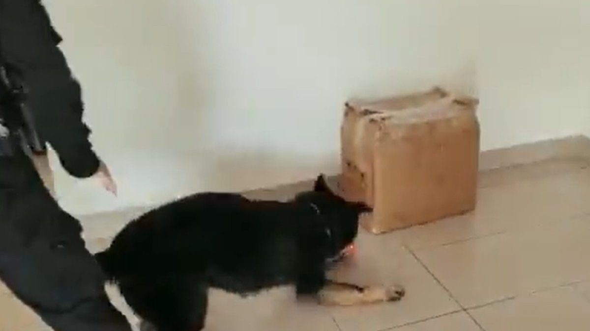 Consecuencia. El can evitó que se envíe el cargamento.