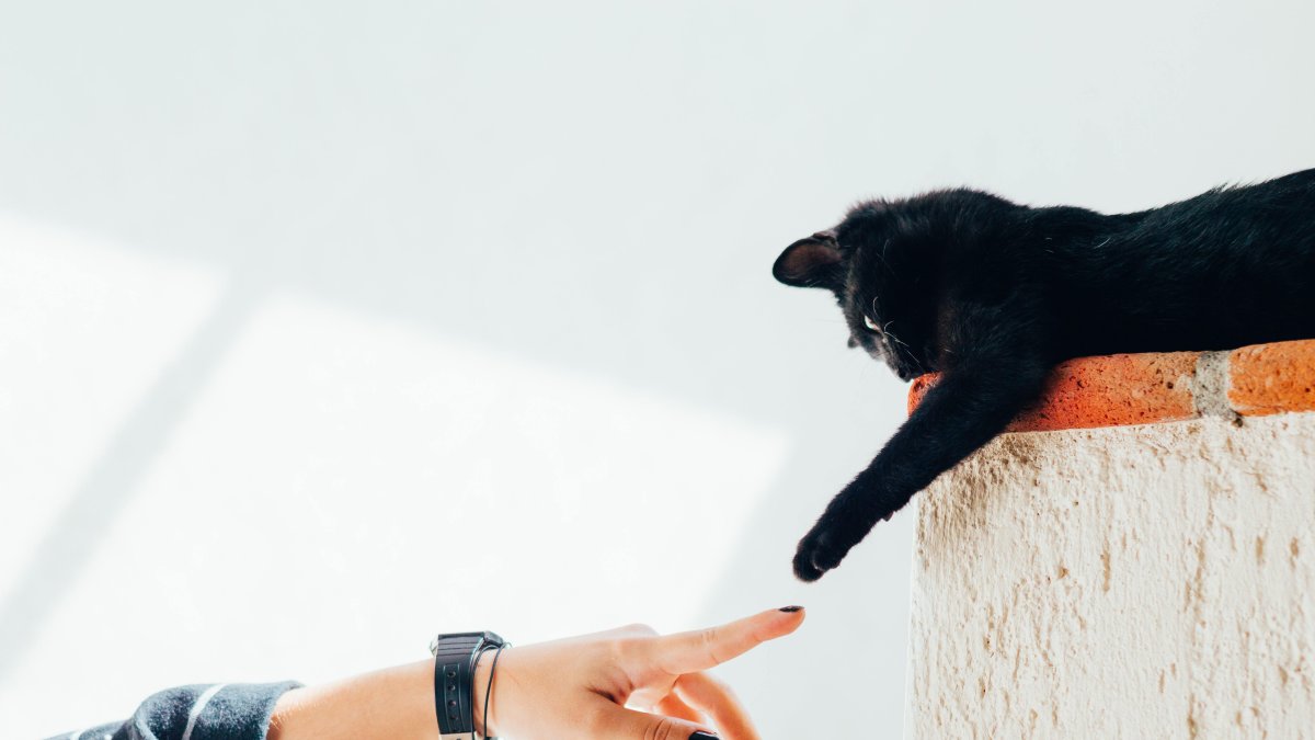 Hecho. Existe un lenguaje común entre especies. Permite al humano entender lo que expresan perros y gatos.