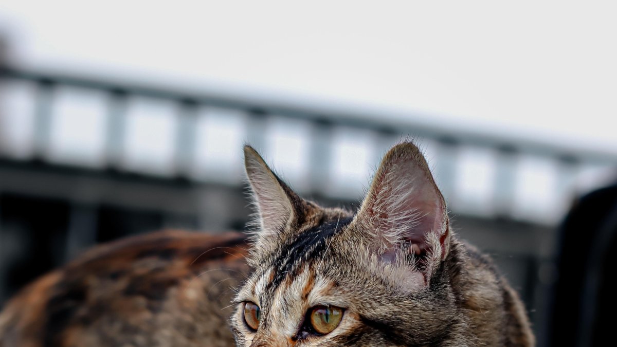 Evitar. Los collares pueden poner presión en la tráquea, la médula espinal, los discos vertebrales, el esófago, etc., y deben ser evitados.