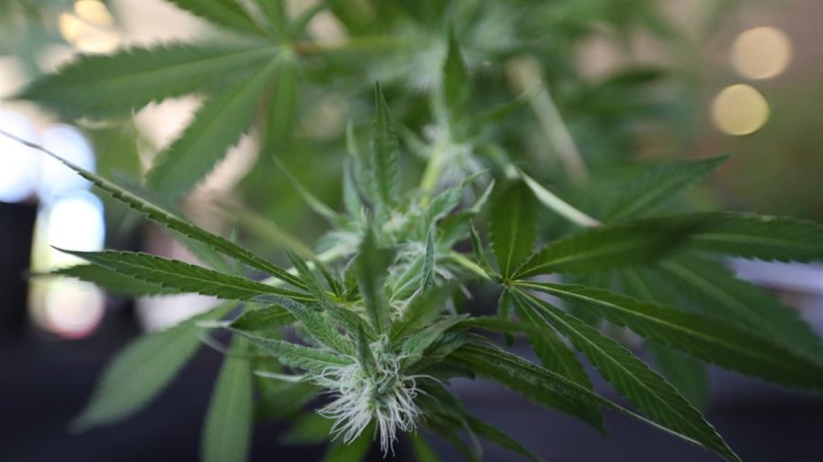 Importación. Industrial Hemp Solutions (IHS) estuvo a cargo del proceso.