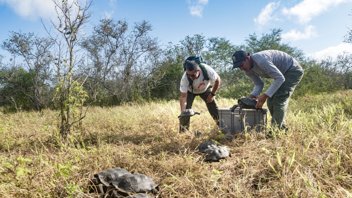 86 tortugas criadas en cautiverio regresaron a su hábitat natural